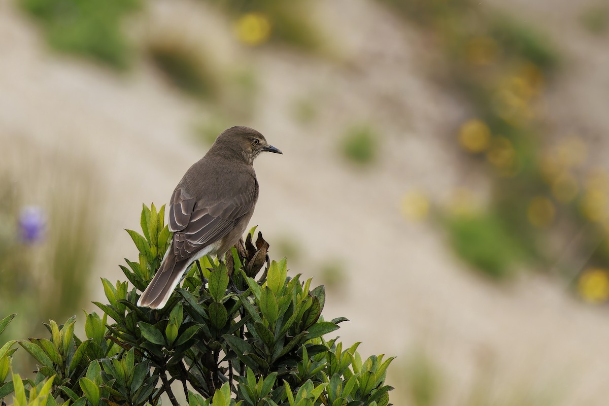 Black-billed Shrike-Tyrant - ML628305640