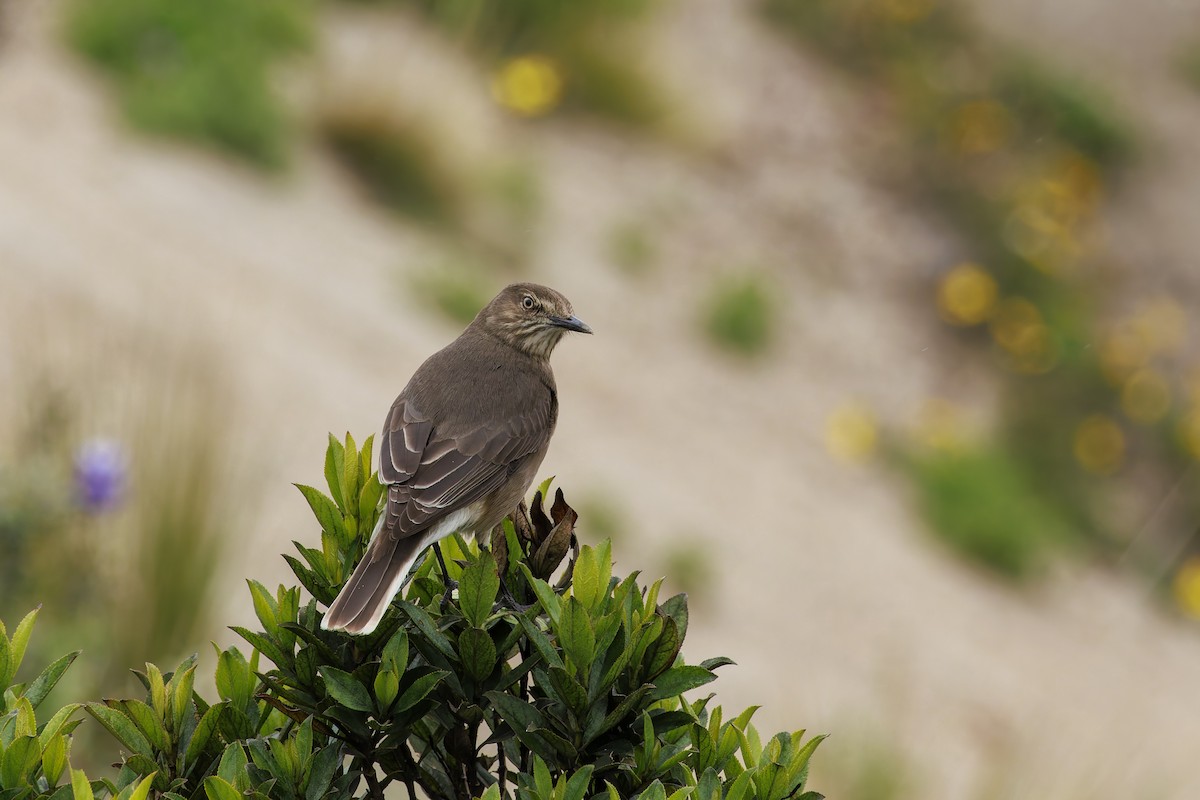 Black-billed Shrike-Tyrant - ML628305641