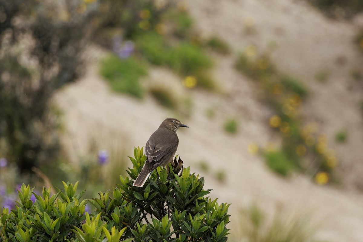 Black-billed Shrike-Tyrant - ML628305642