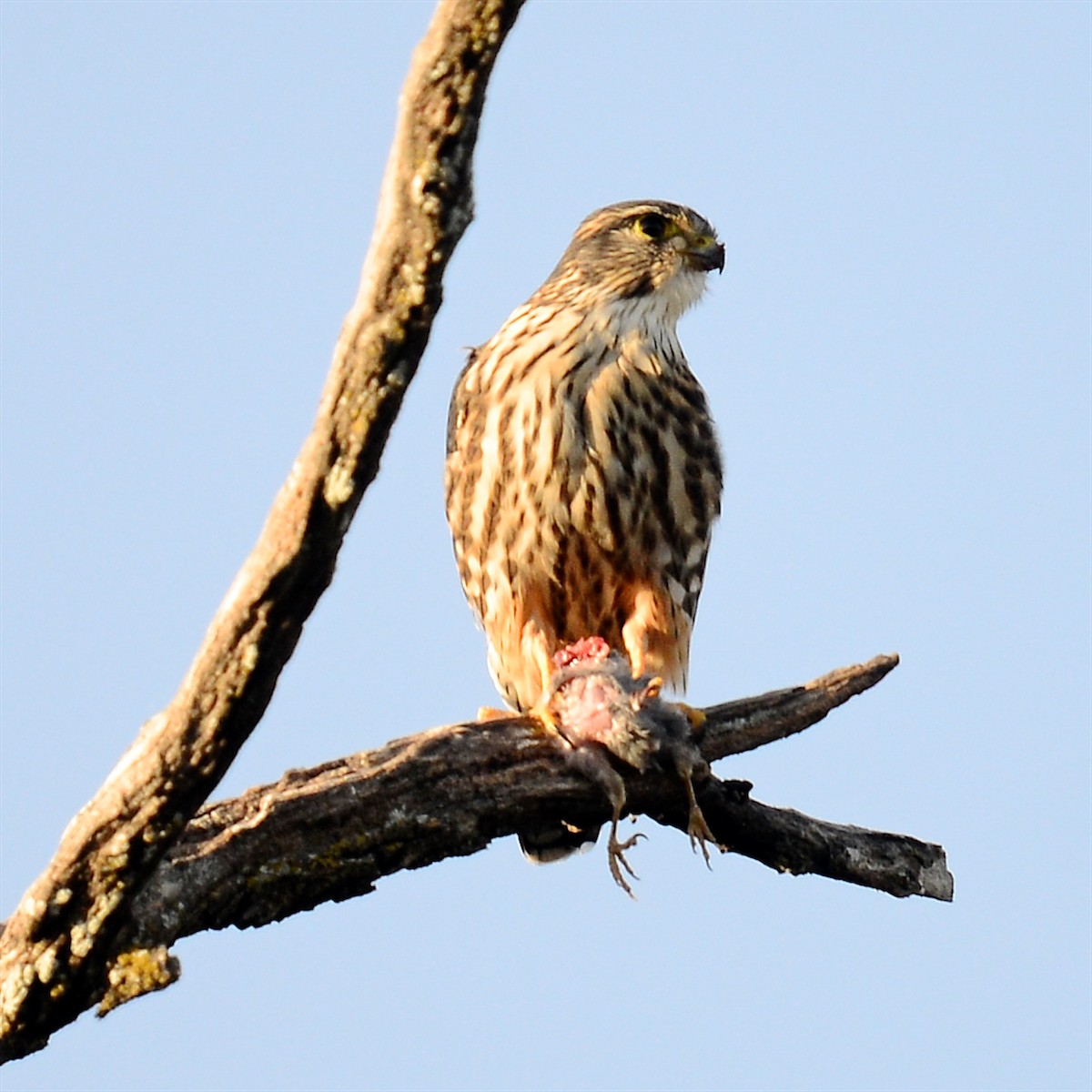Merlin - ML628305654