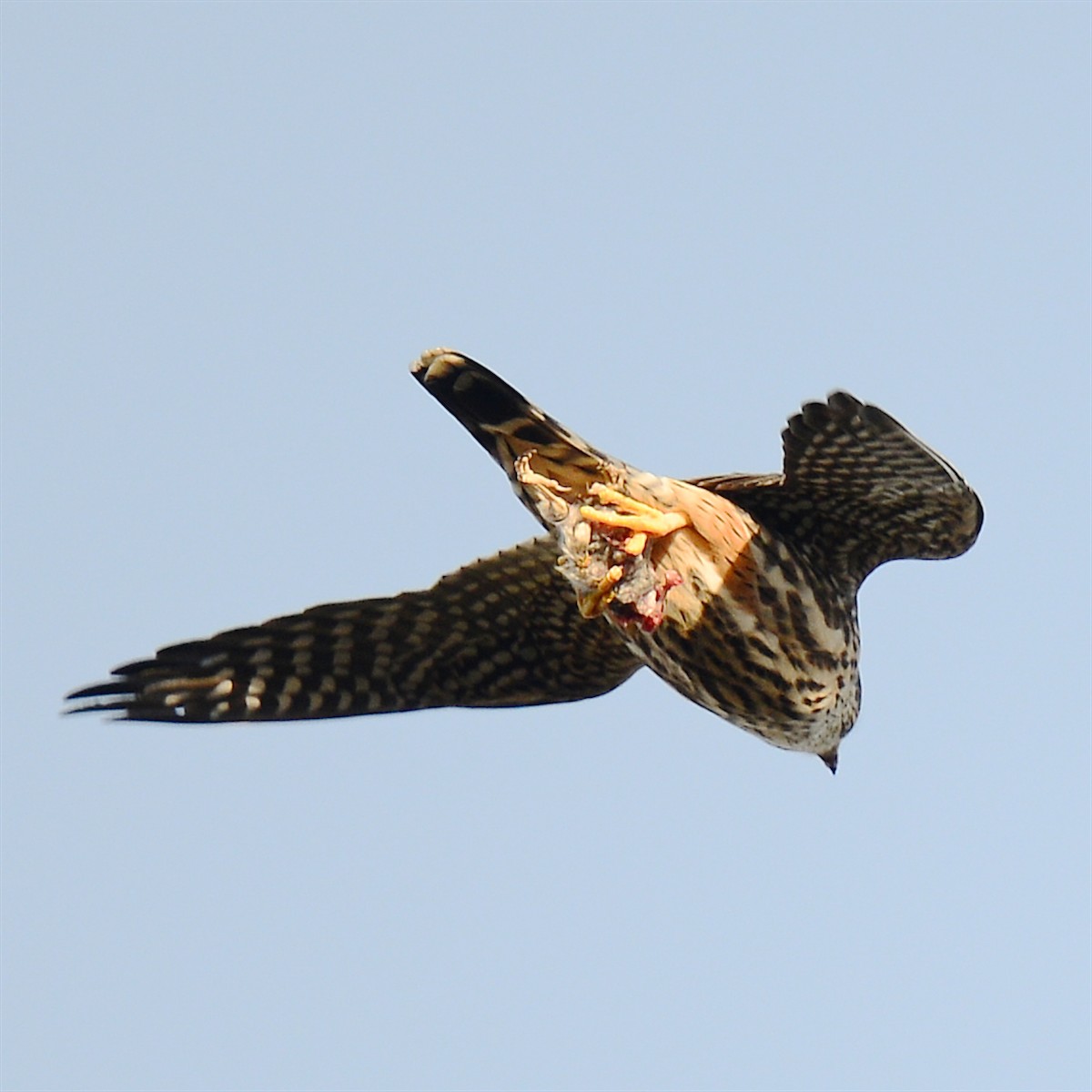 Merlin - ML628305675