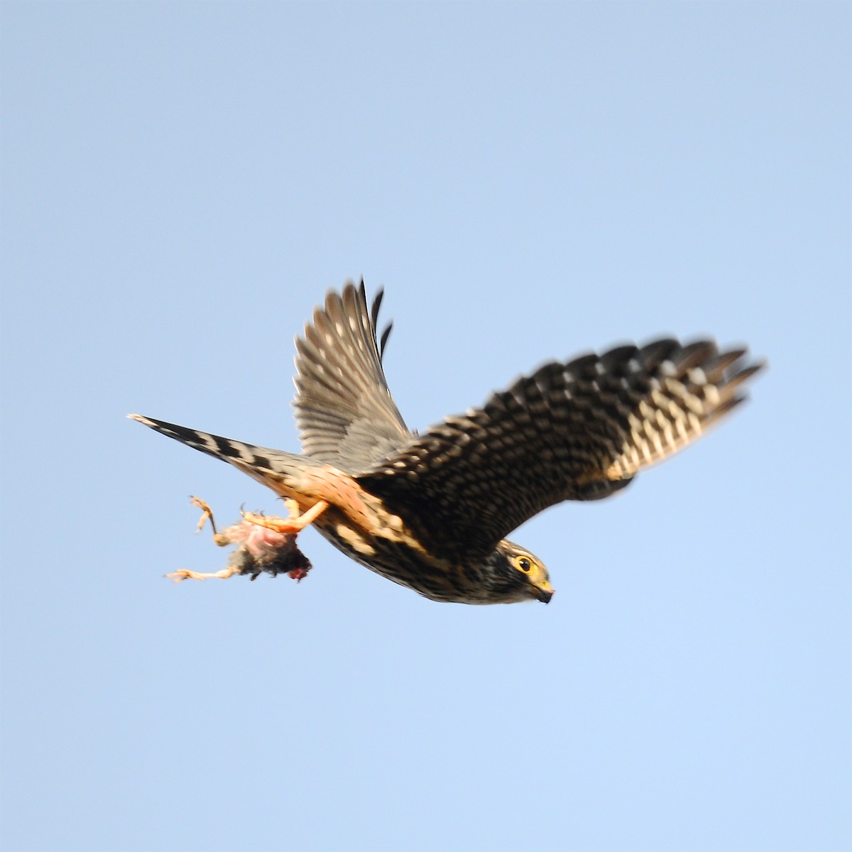 Merlin - ML628305676