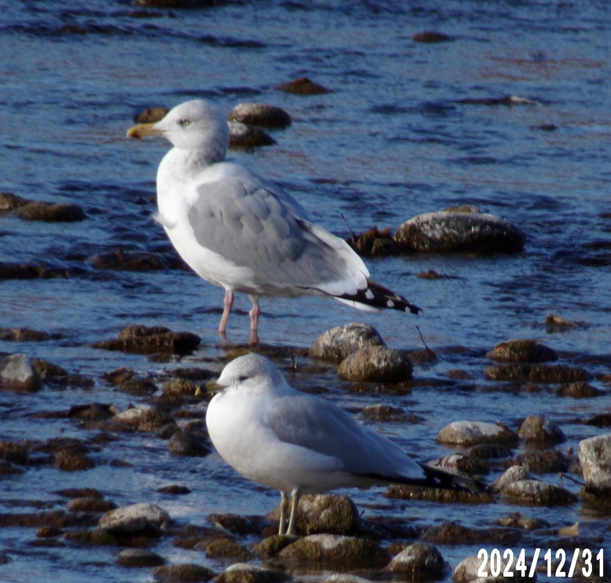 American Herring Gull - ML628305777