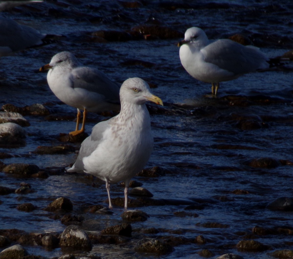 American Herring Gull - ML628305784