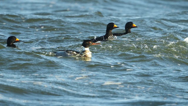 Red-breasted Merganser - ML628305833