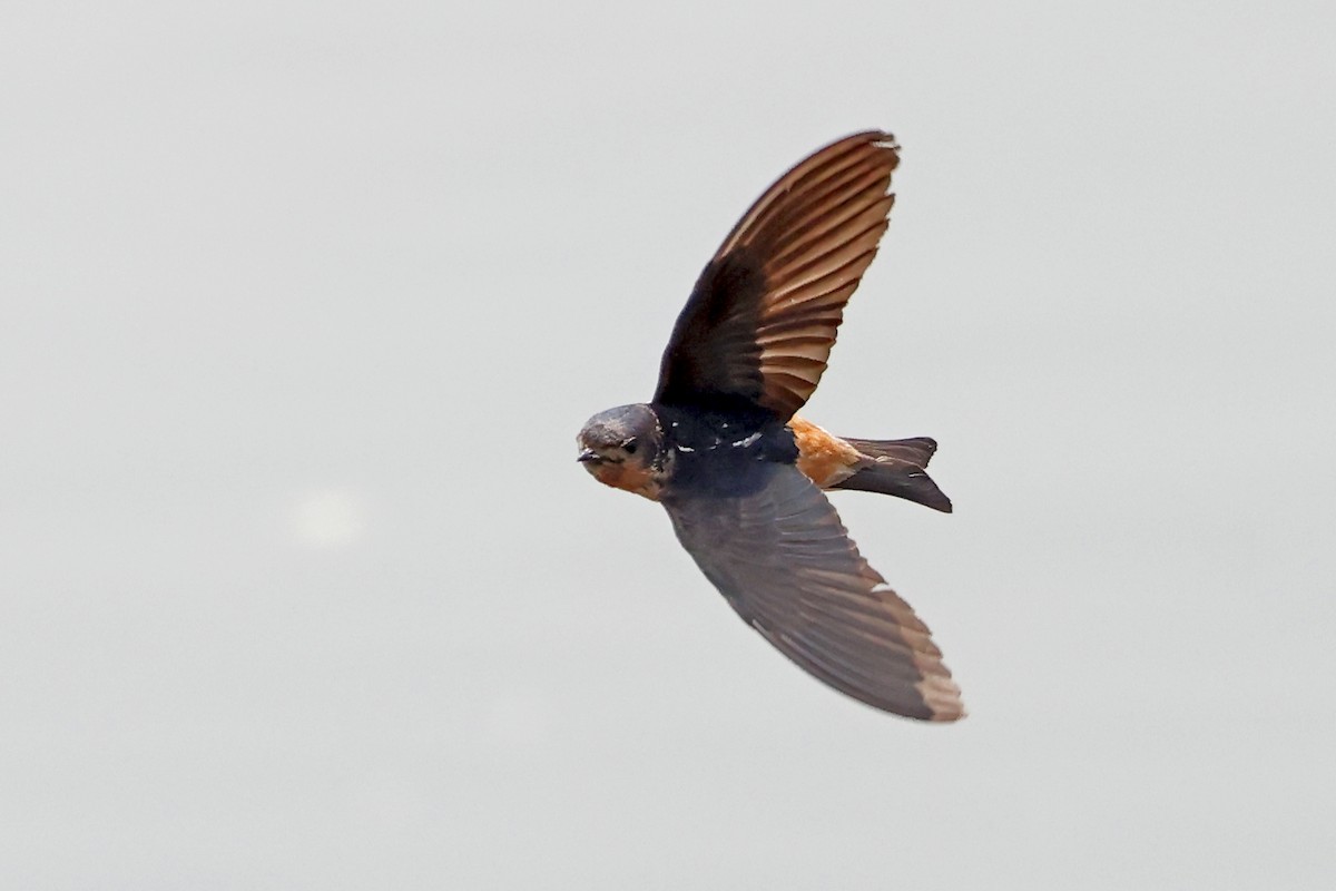 Red-throated Swallow - ML628305896