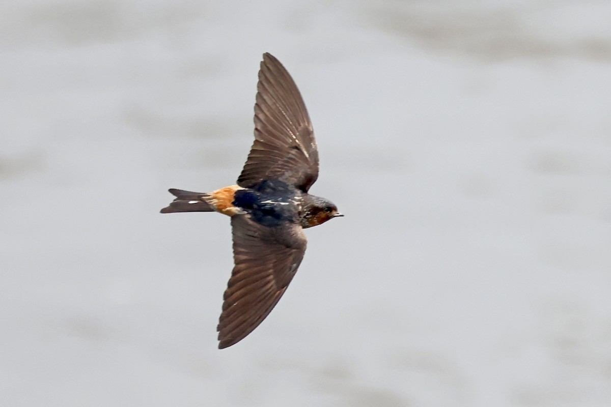 Red-throated Swallow - ML628305908
