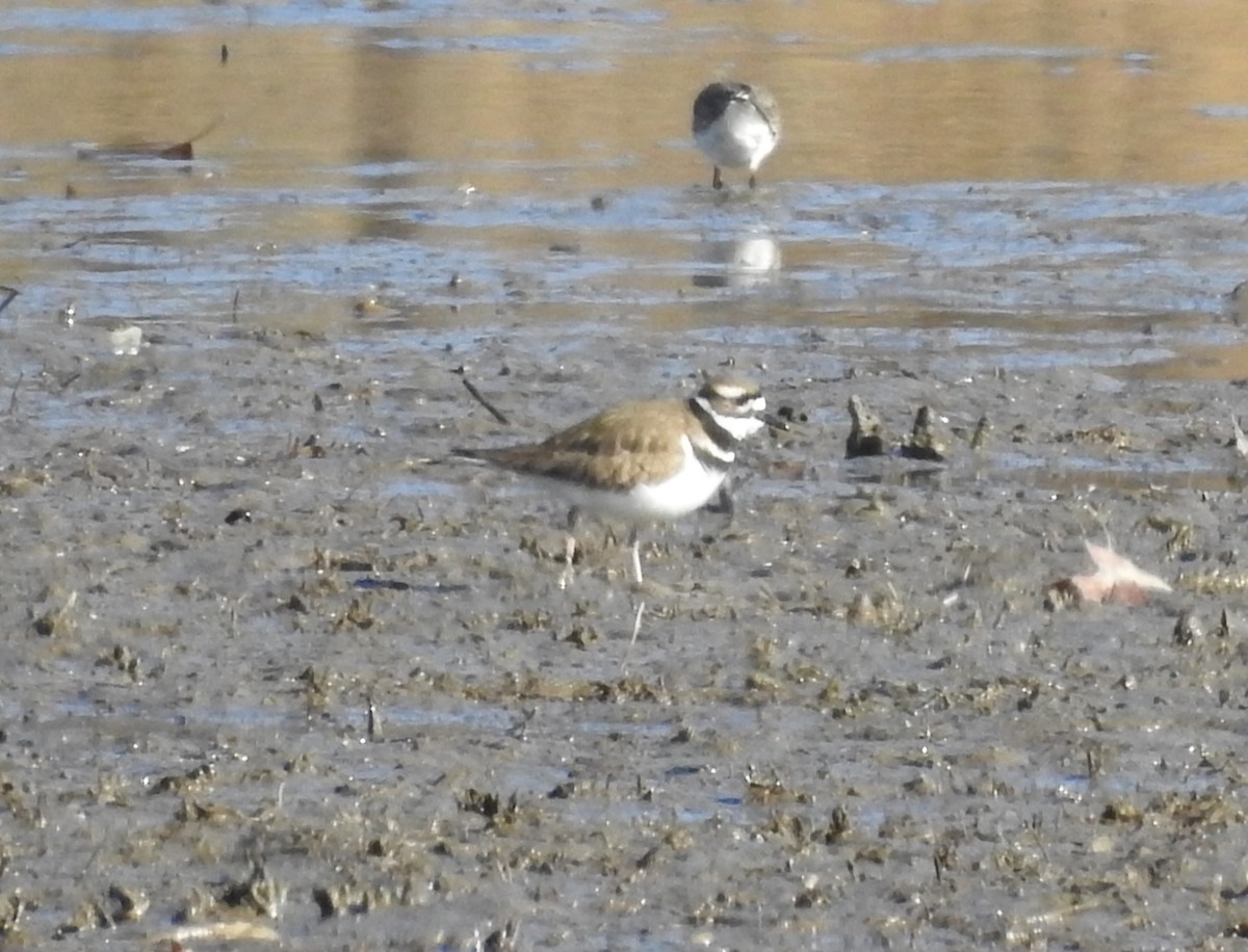 Killdeer - ML628305938