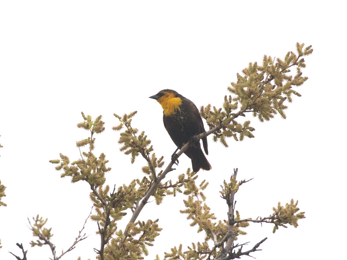 Yellow-headed Blackbird - ML628306032