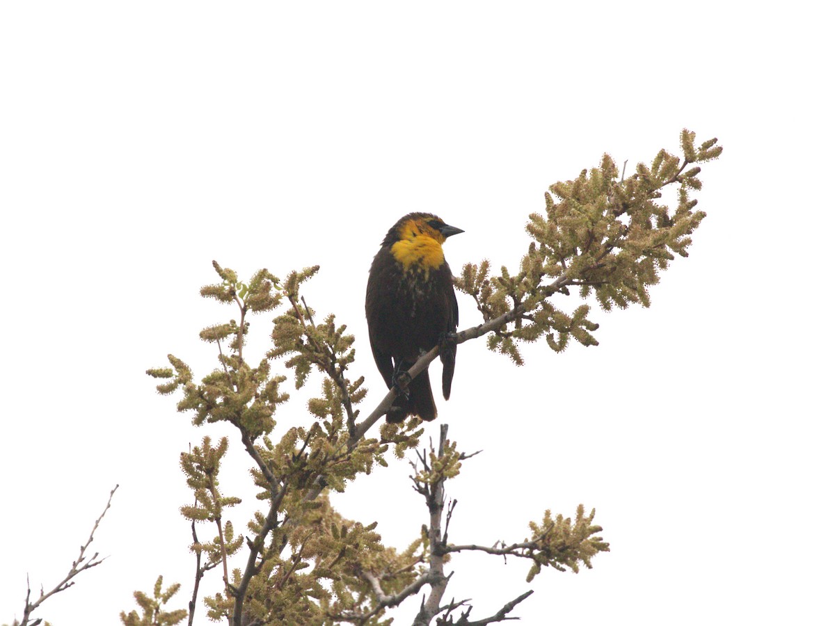 Yellow-headed Blackbird - ML628306033