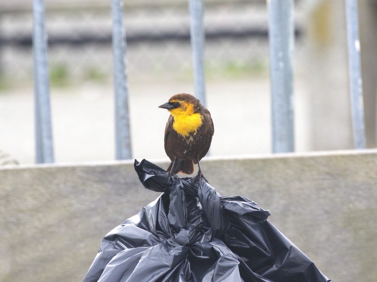 Yellow-headed Blackbird - ML628306034