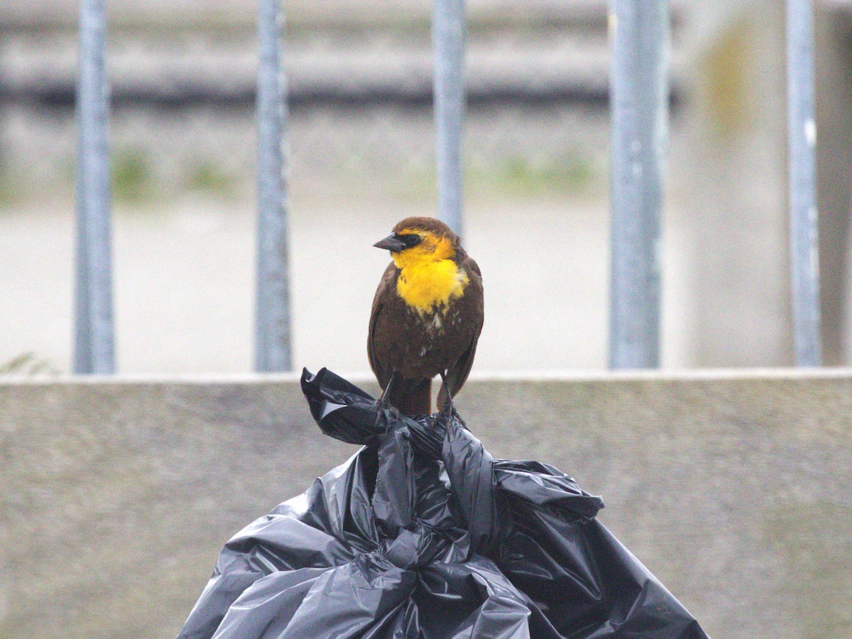 Yellow-headed Blackbird - ML628306035