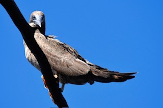 Brown Booby - ML628306036