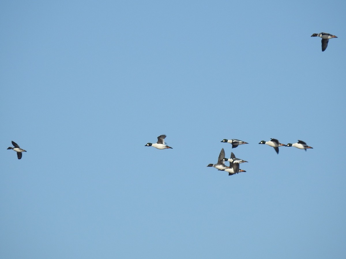 Common Goldeneye - ML628306048