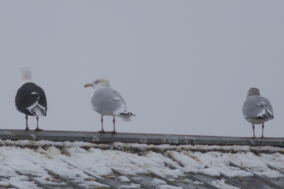 American Herring x Glaucous Gull (hybrid) - ML628306278