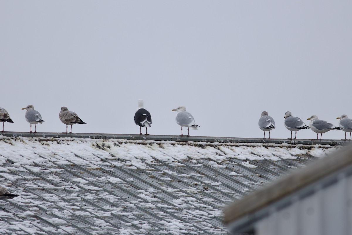American Herring x Glaucous Gull (hybrid) - ML628306280