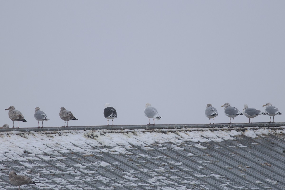 American Herring x Glaucous Gull (hybrid) - ML628306281