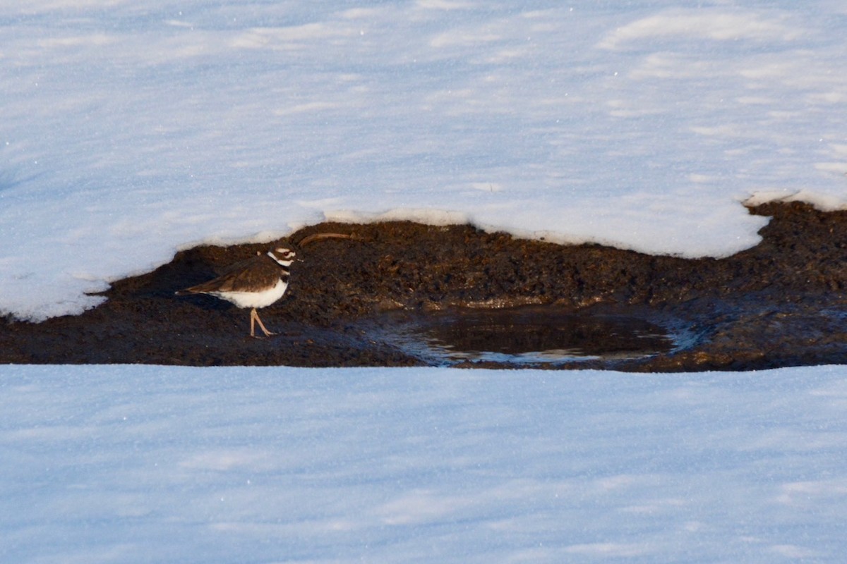 Killdeer - ML628306445