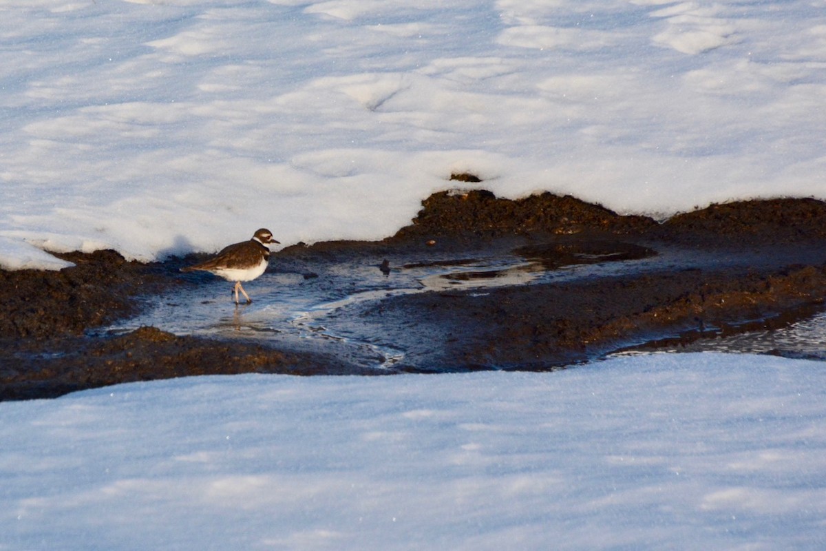 Killdeer - ML628306446