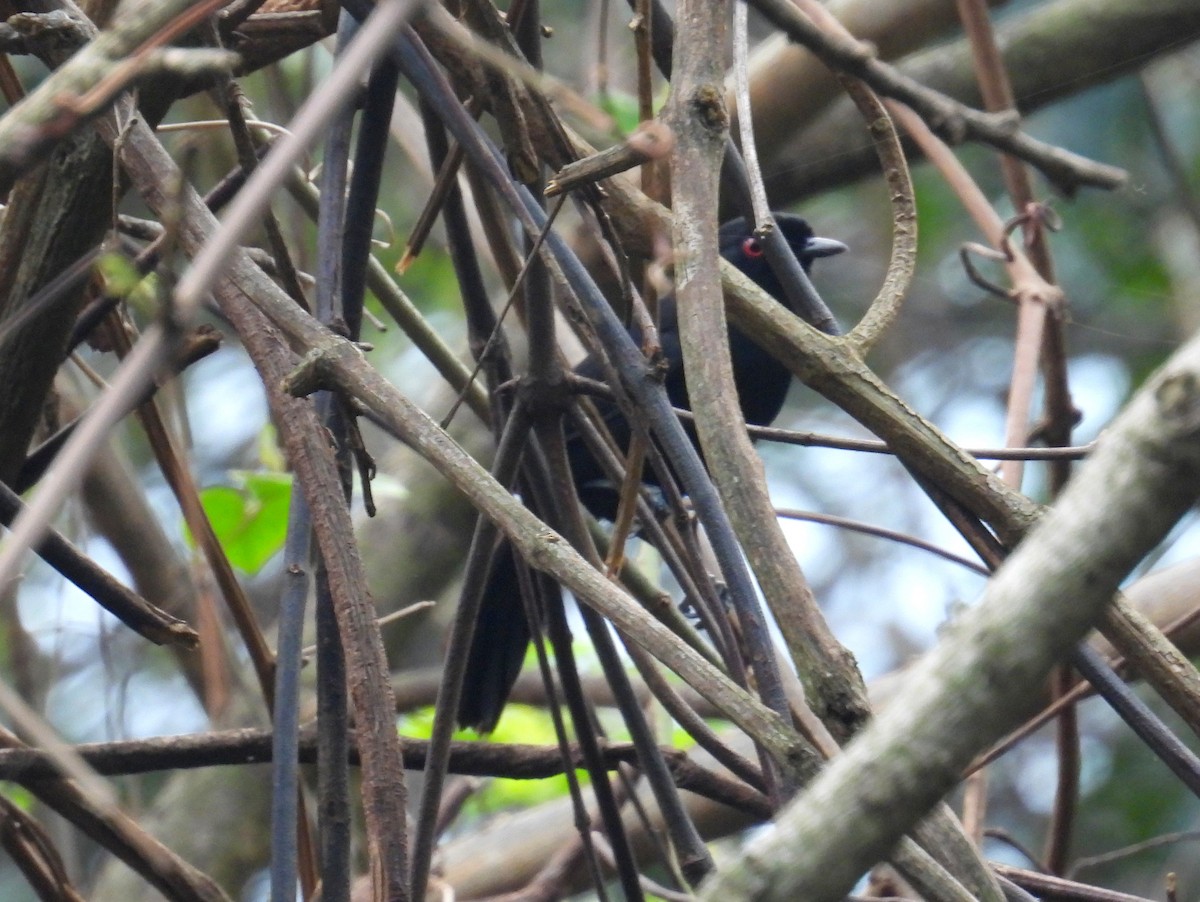 Western Fire-eye (maura Group) - ML628306687