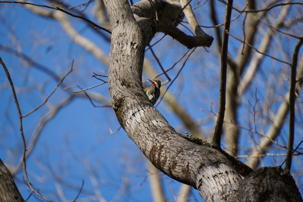 Yellow-bellied Sapsucker - ML628306892