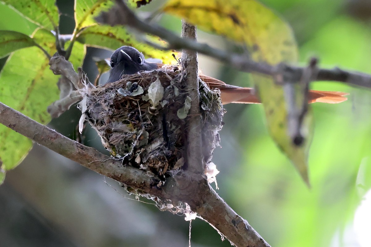 Rufous-vented Paradise-Flycatcher - ML628307026