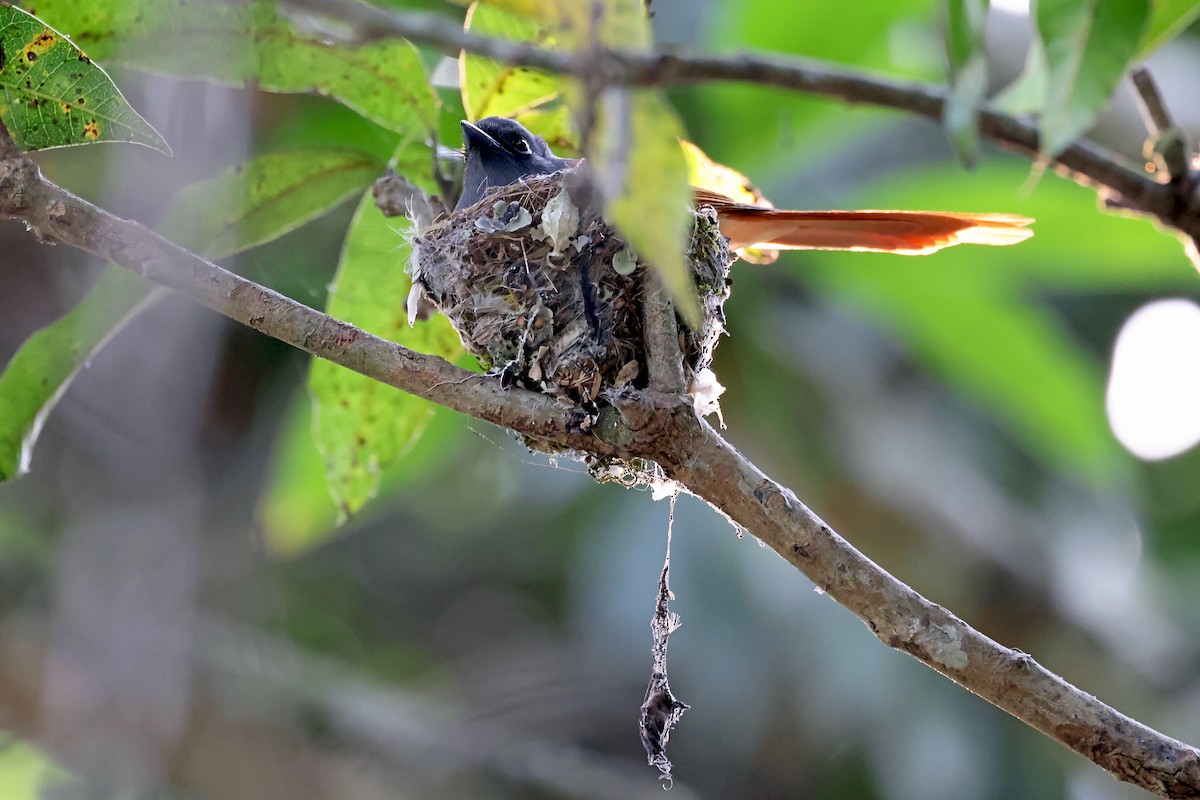 Rufous-vented Paradise-Flycatcher - ML628307028