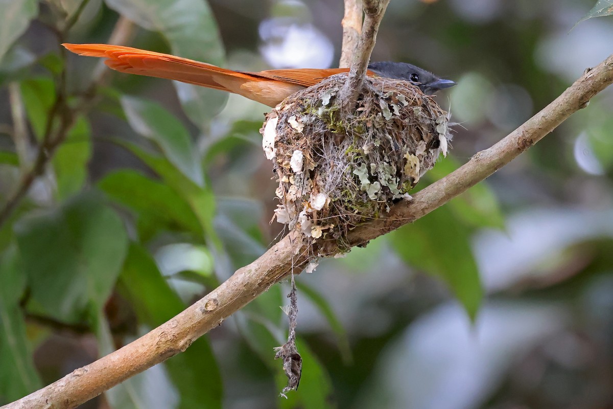 Rufous-vented Paradise-Flycatcher - ML628307032