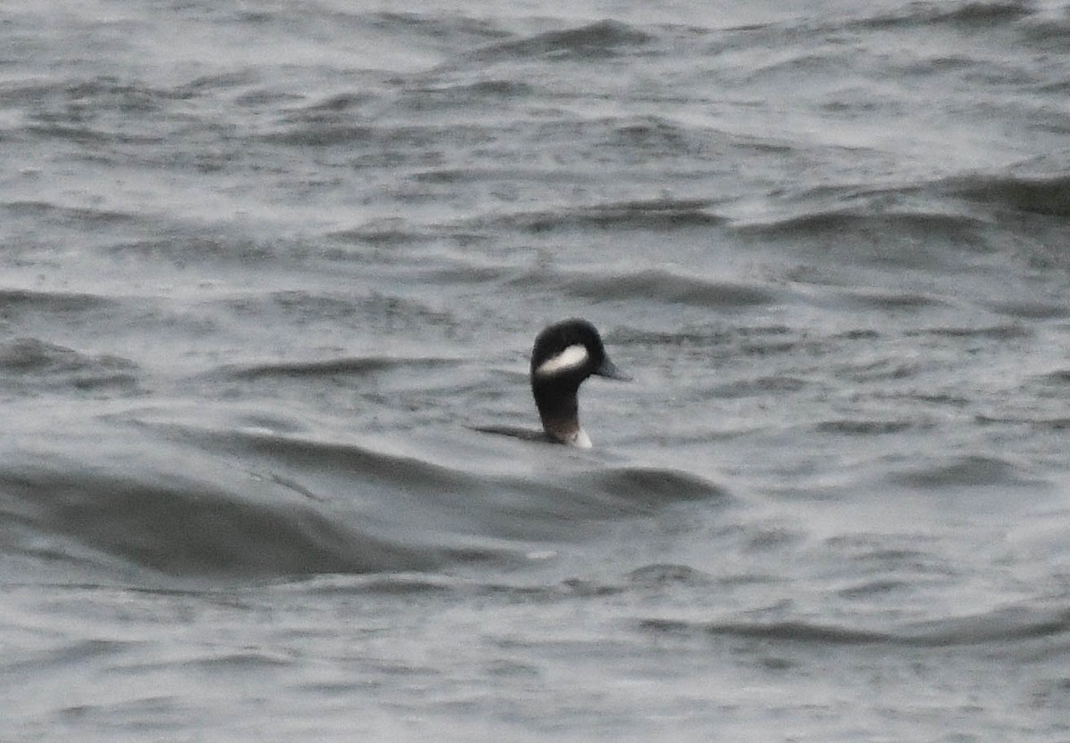 Petit Garrot - ML628307328