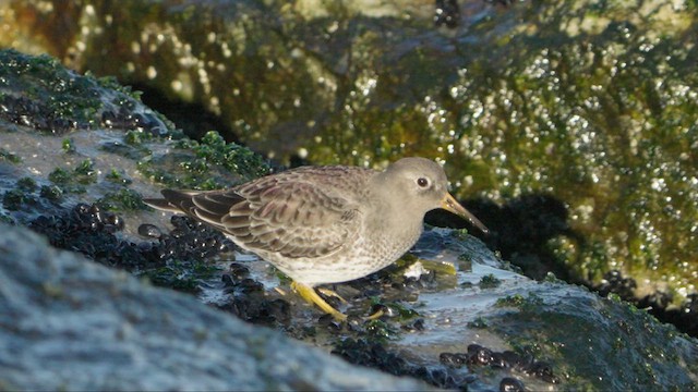 Purple Sandpiper - ML628307384