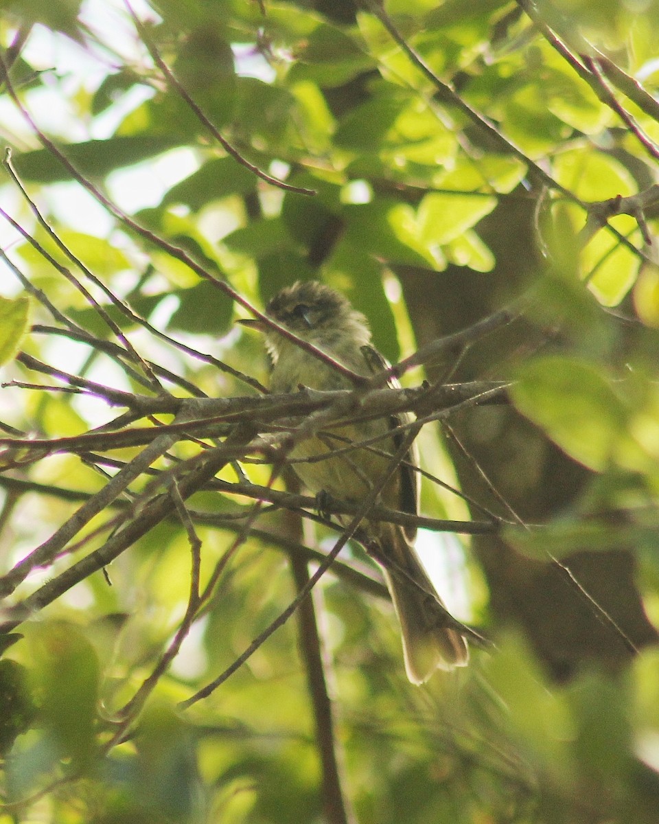 Restinga Tyrannulet - ML628307553