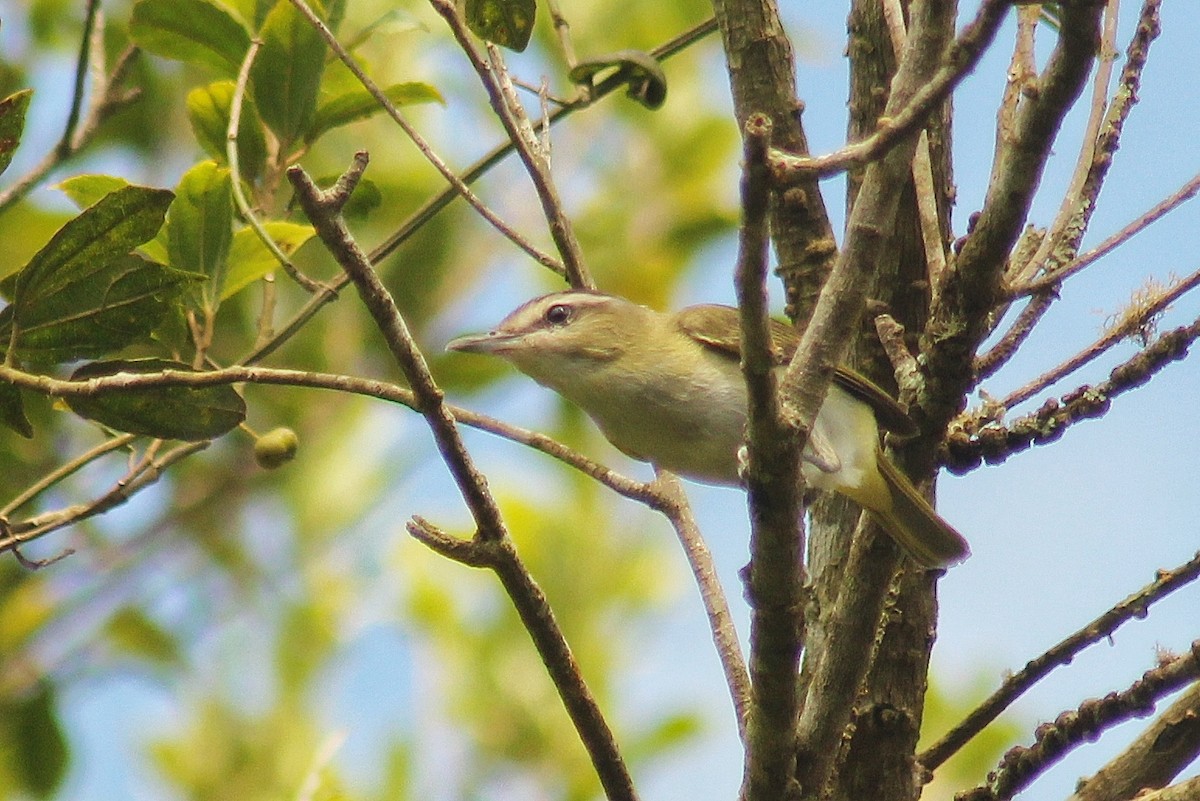 Chivi Vireo (migratory) - ML628307606