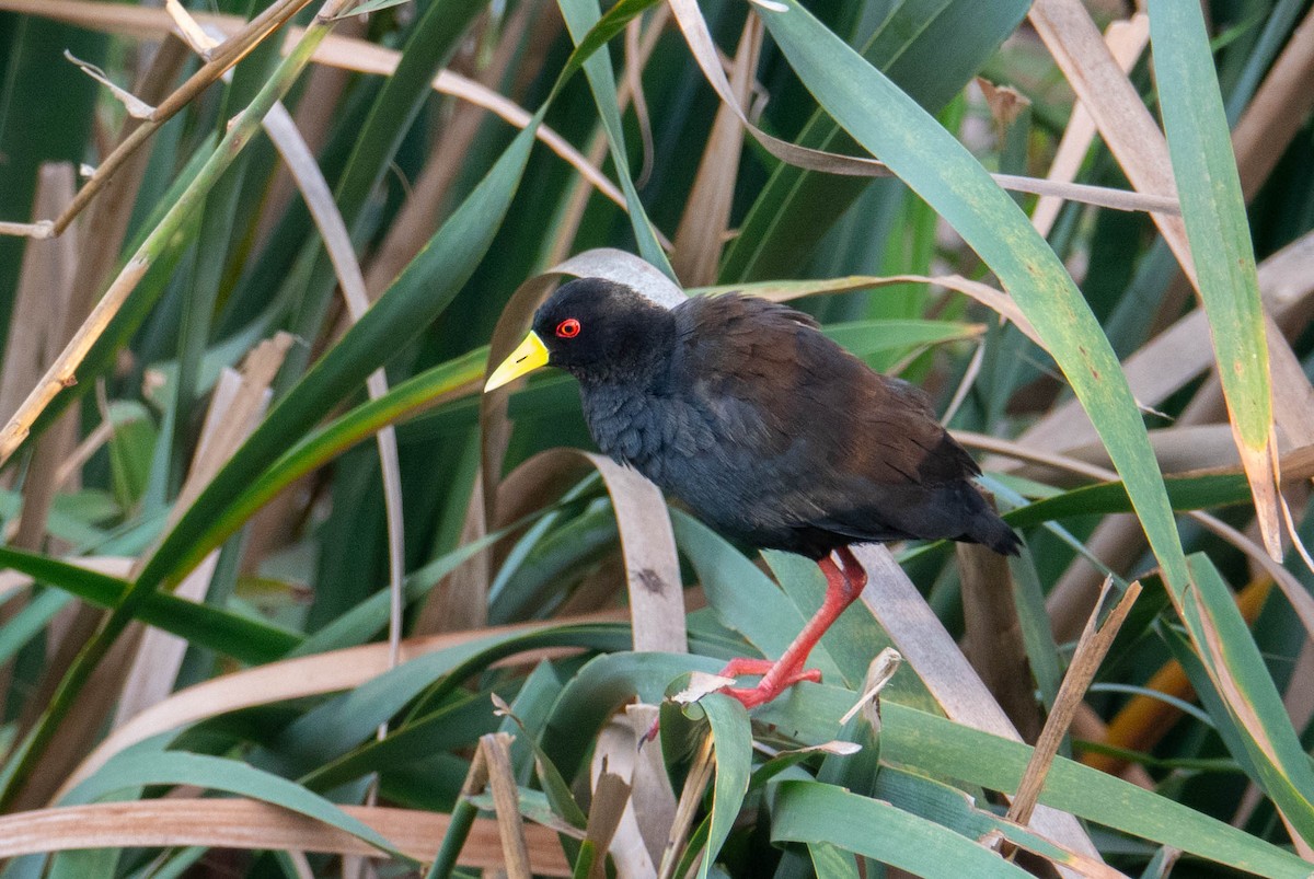 Black Crake - ML628307652