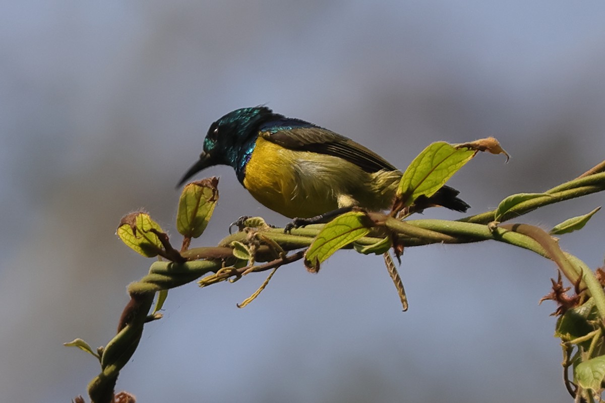 Collared Sunbird - ML628307679