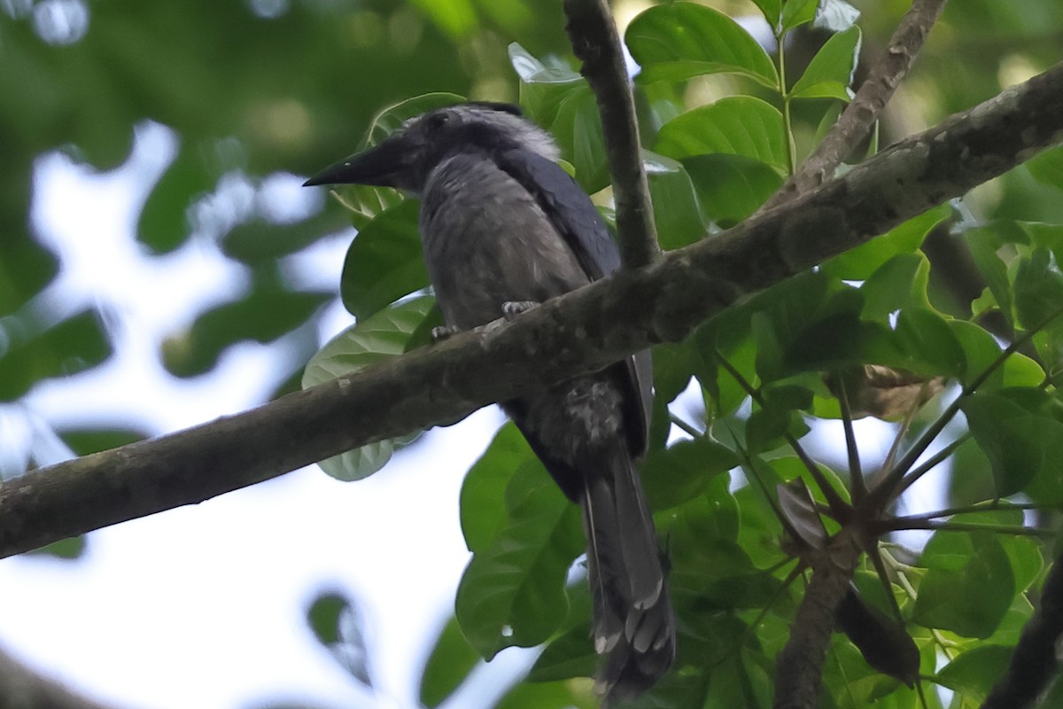 Western Dwarf Hornbill - ML628307707