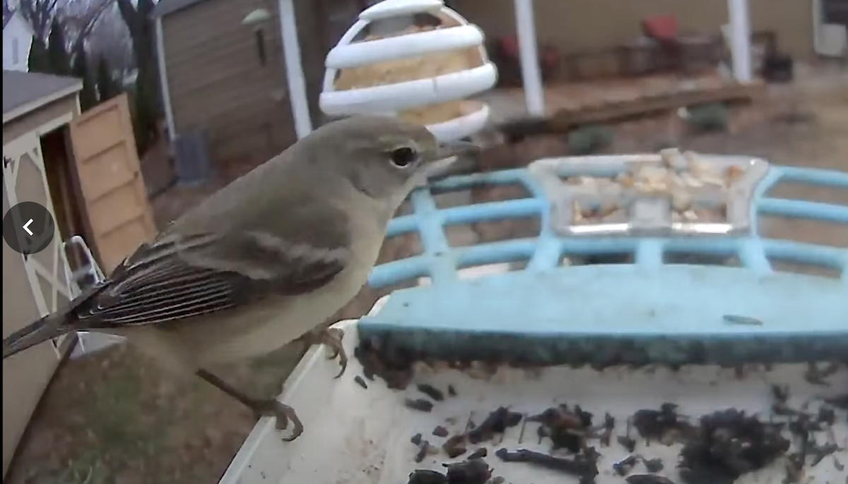 Pine Warbler - ML628307746