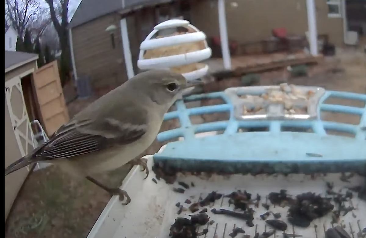 Pine Warbler - ML628307747