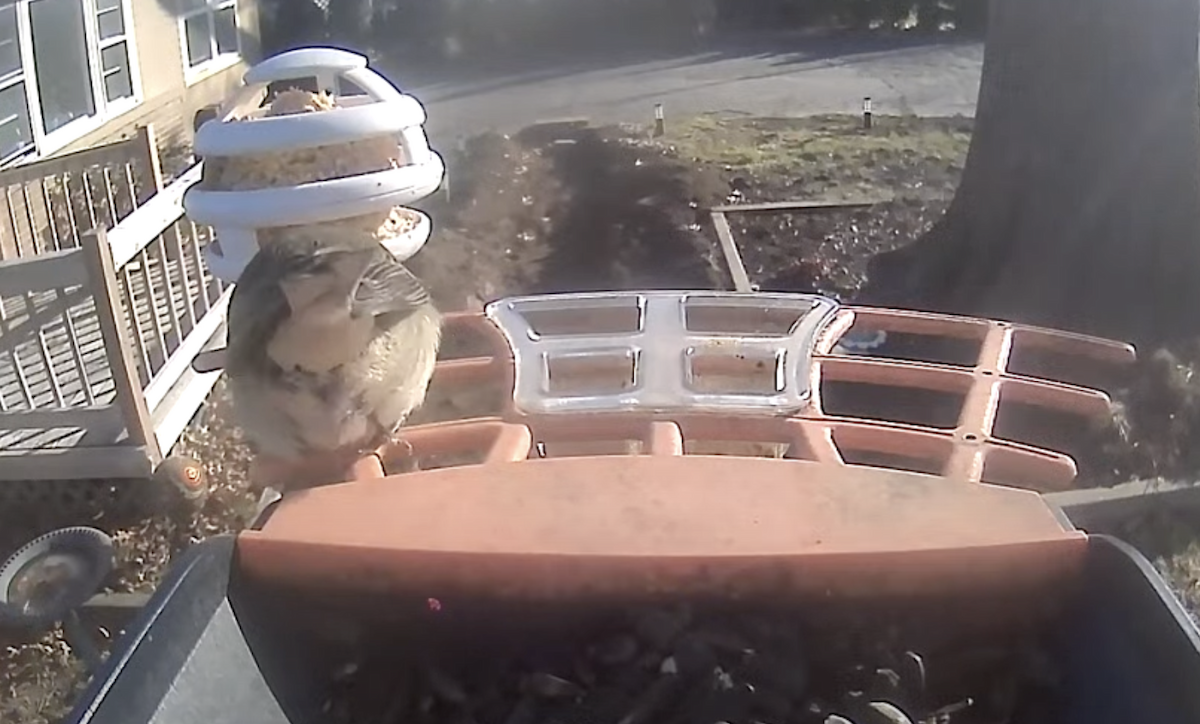 Pine Warbler - ML628307748