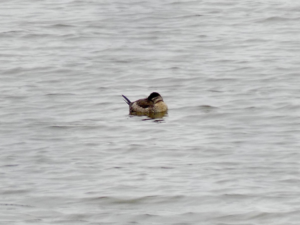 Ruddy Duck - ML628307768