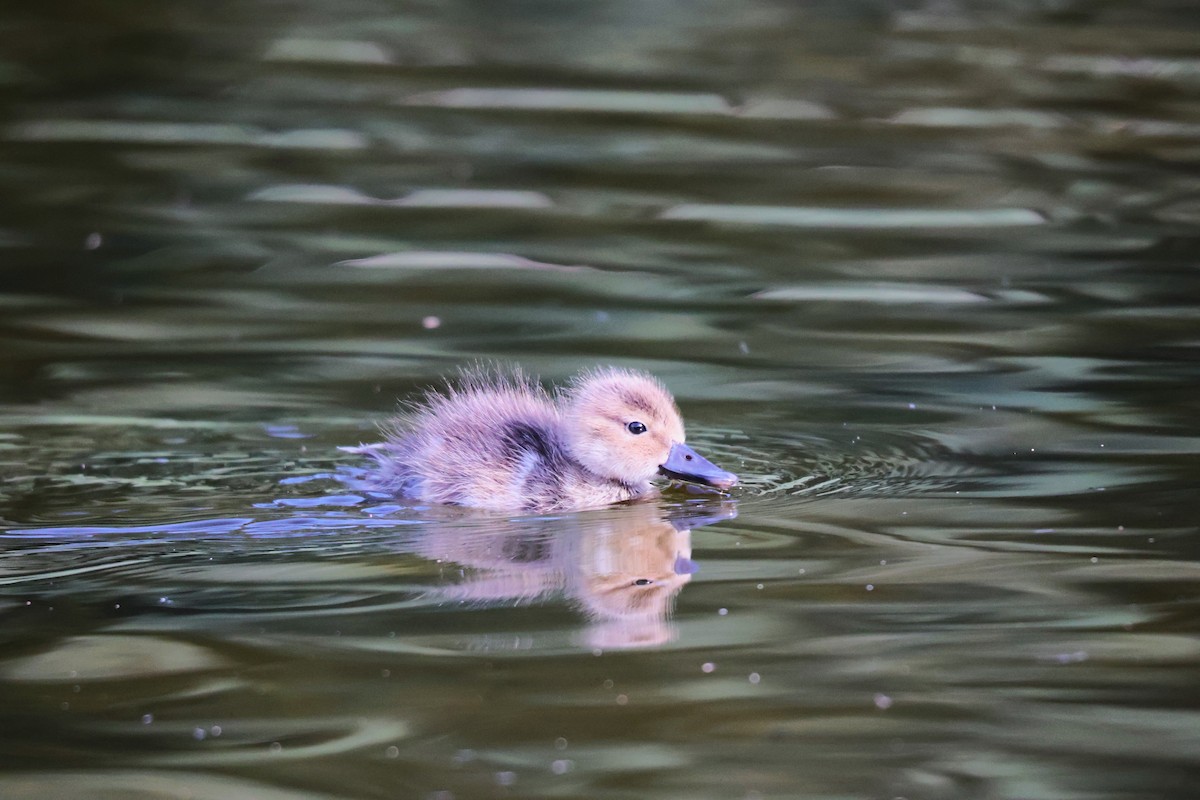 Laysan Duck - ML628307840