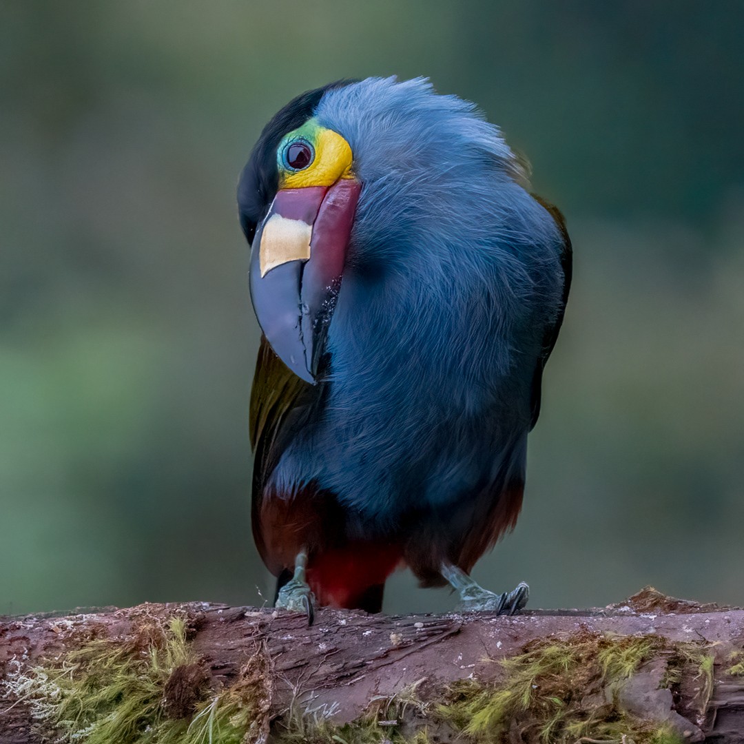 Plate-billed Mountain-Toucan - ML628308059