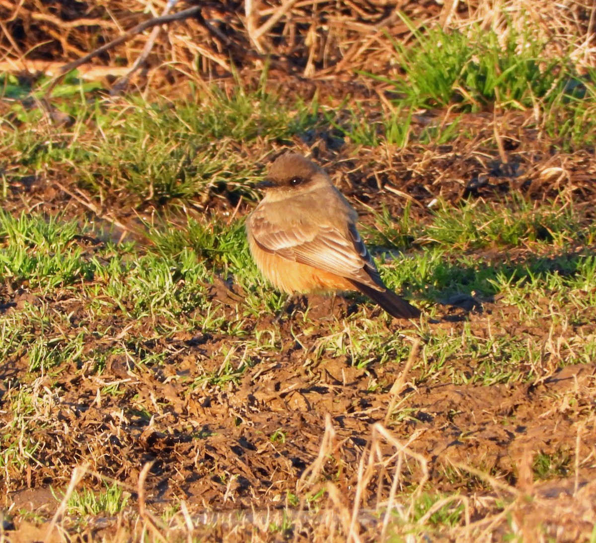 Say's Phoebe - ML628308203