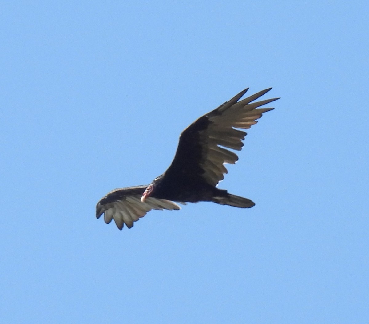 Turkey Vulture - ML628308247