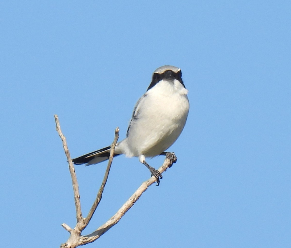 Loggerhead Shrike - ML628308311