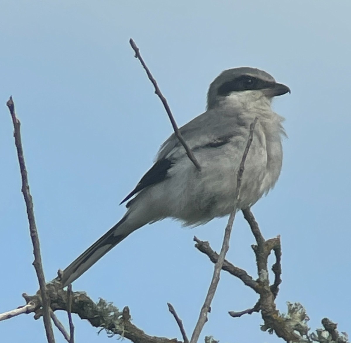 Loggerhead Shrike - ML628308321