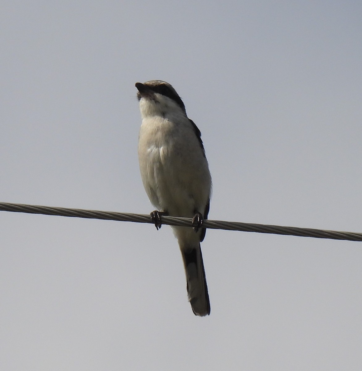 Loggerhead Shrike - ML628308324