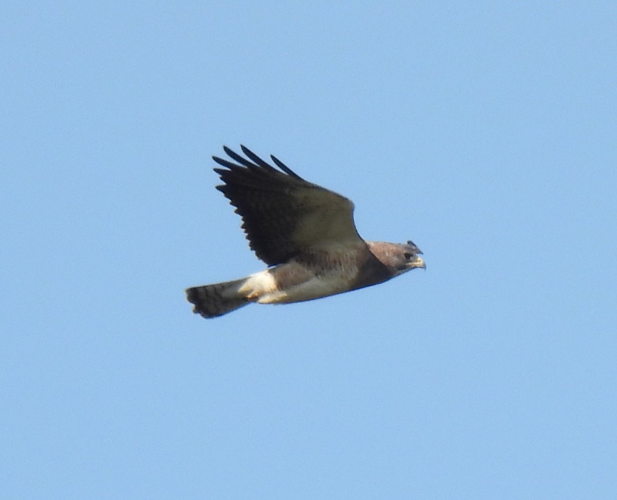 Swainson's Hawk - ML628308339