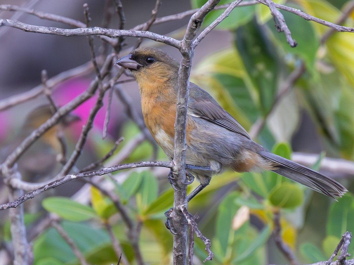 Cinnamon Tanager - ML628308340