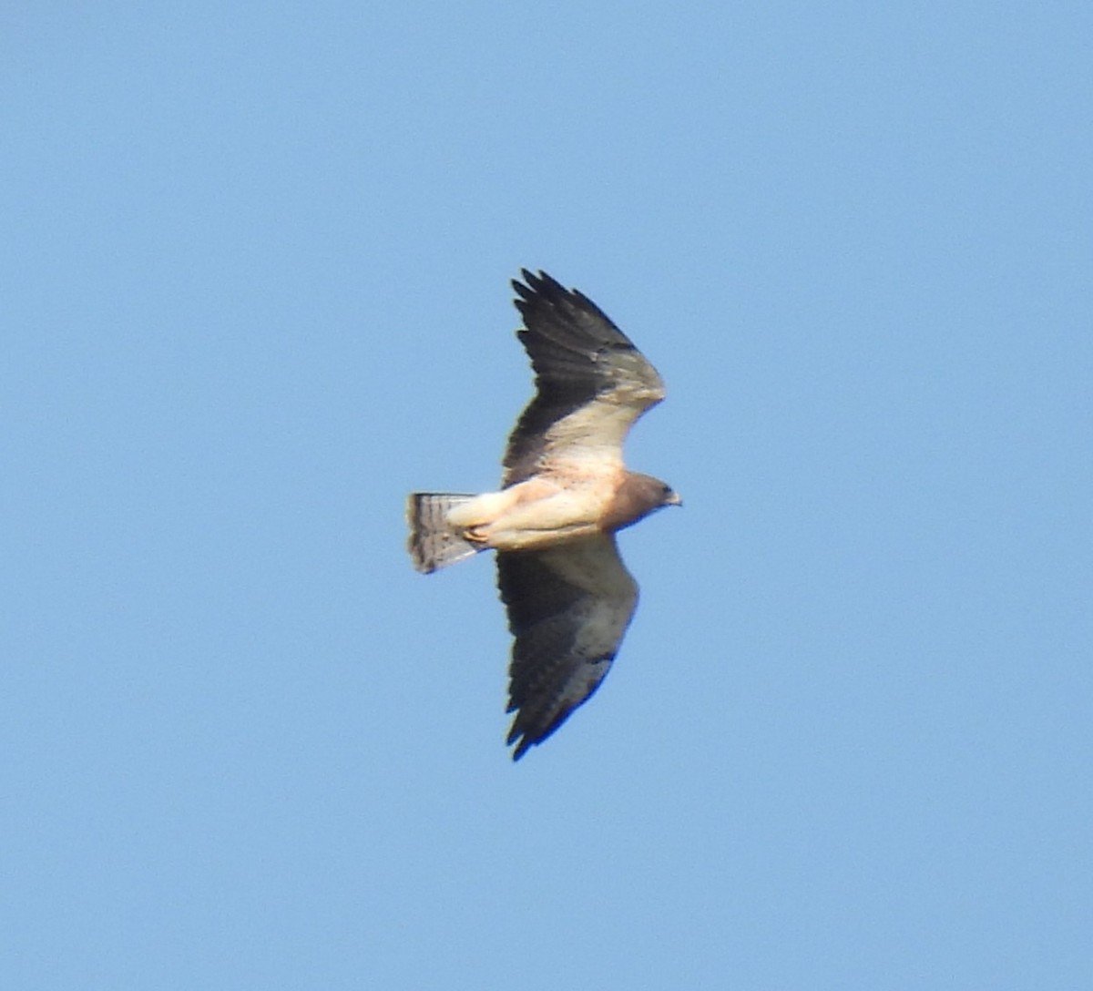 Swainson's Hawk - ML628308344