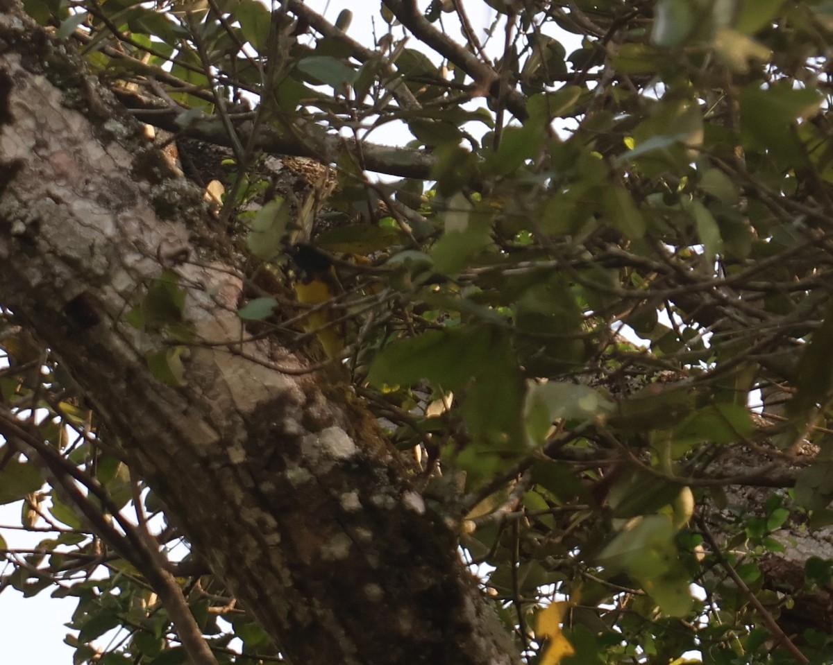Weyns's Weaver - ML628308355